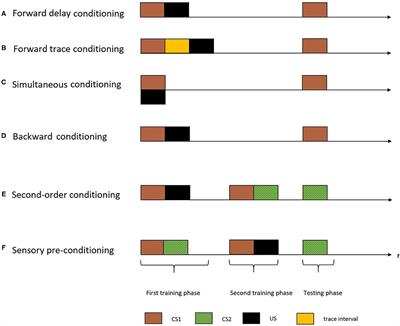 Time in Associative Learning: A Review on Temporal Maps